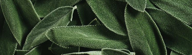 Close up of greenery