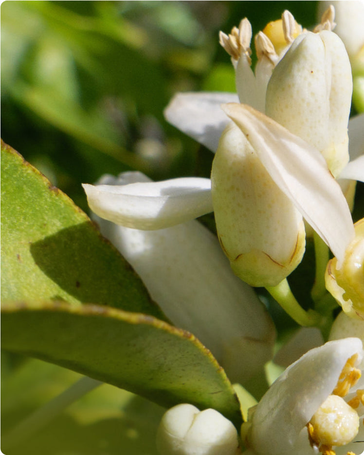 Neroli - What is it