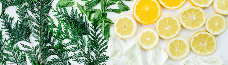 Green leaves, yellow lemon slices, and white rose petals laid out on a white background