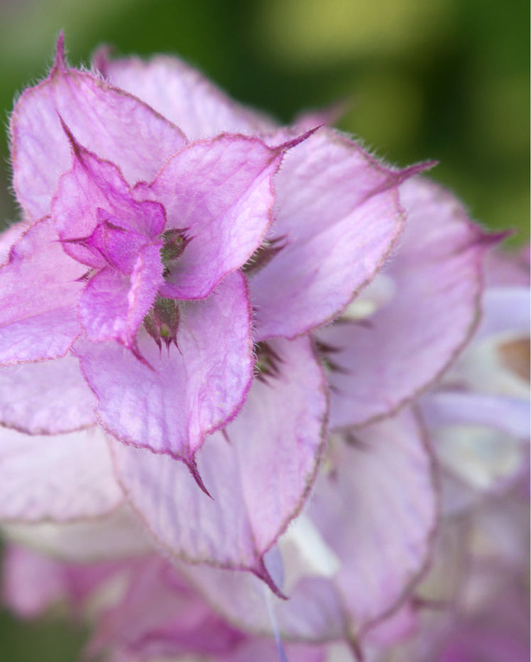 CLARY SAGE OIL: THE BENEFITS AND USES OF THIS AMAZING ESSENTIAL OIL - SAJE NATURAL WELLNESS