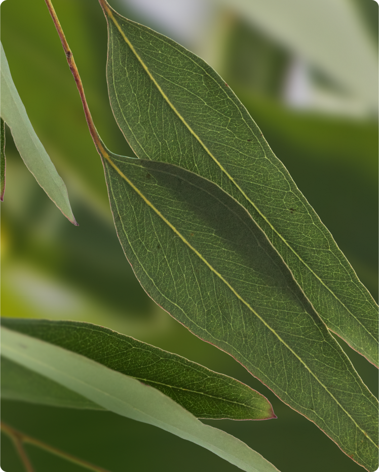 THE AMAZING BENEFITS AND USES OF EUCALYPTUS OIL AND EUCALYPTUS LEAVES