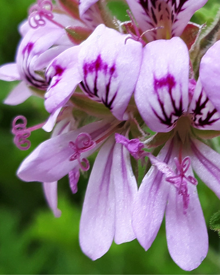 HOW IS GERANIUM OIL MADE? USES, BENEFITS, AND HISTORY OF THE GERANIUM PLANT