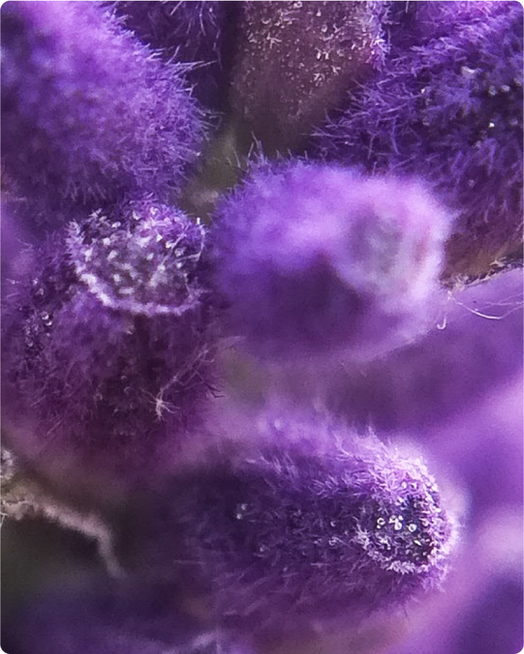 ALL ABOUT LAVENDER OIL & THE LAVENDER PLANT