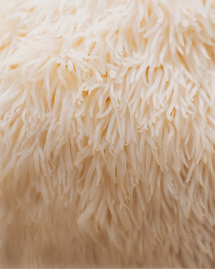 Lion's Mane - What is it?