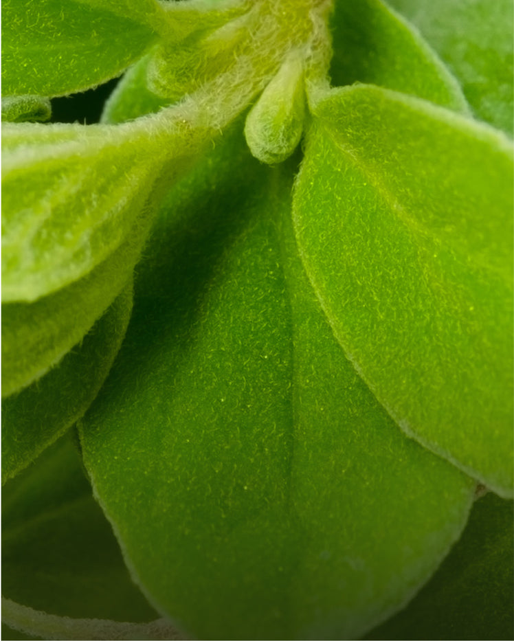 Marjoram - What is it?