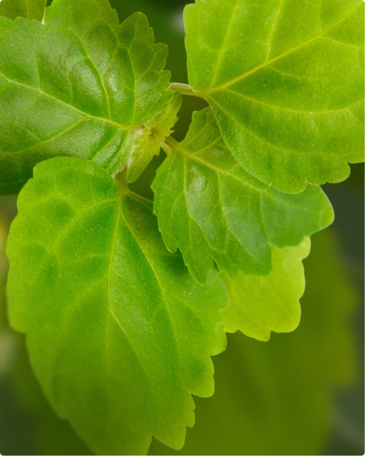 Patchouli - What is it?