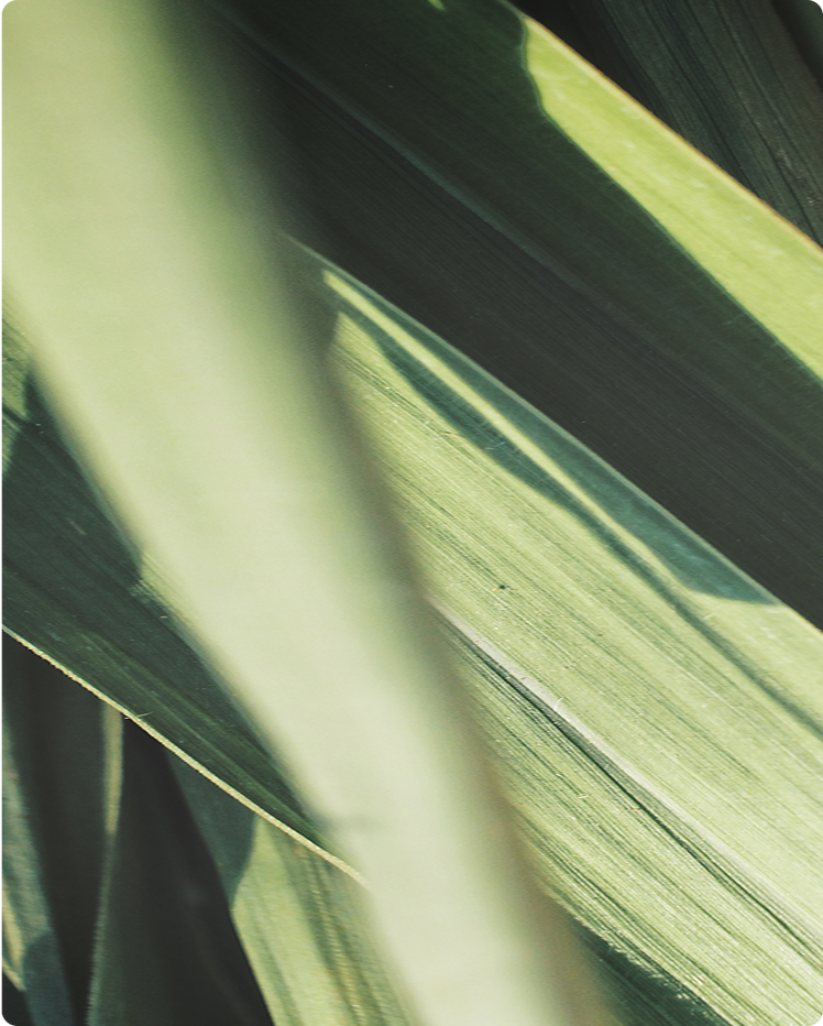 Vetiver - What is it?